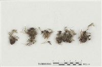 藏品(毛柄苔屬 )的圖片